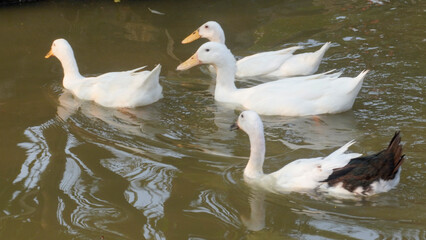 a flock of white ducks swimming in the lake with reflections in the water