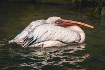White pelican gracefully swimming in a serene pond, surrounded by lush vegetation.