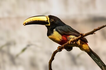 Toucan from the Aracari species perched on a thin, branching tree in a rural outdoor environment.