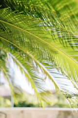 Sun shines through green palm leaves