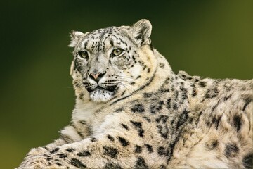 Closeup of a relaxed white leopard