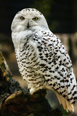 Majestic owl perched atop a sturdy tree branch, gazing out into the distance with its wide eyes.