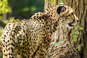 Cheetah in its natural habitat, carefully camouflaged among the tall grasses.