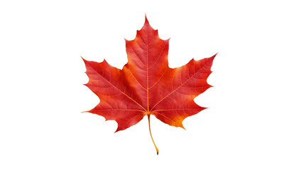 Single Orange Maple Leaf on Transparent Background