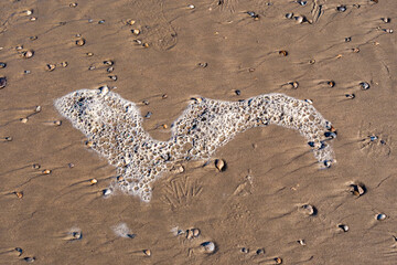 Schaumbild am Strand Vogle