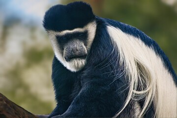 Closeup of an adorable colobus monkey.