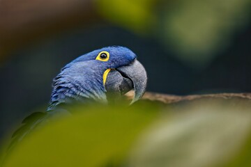 Hyacinth macaw parrot perched on a tree branch surrounded by lush foliage.