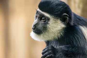 a monkey with a black coat and gray chest looks off into the distance