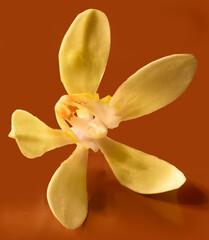 Fototapeta na wymiar Vanilleblüte, Orchidee,