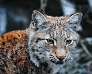 Naklejka na ściany i meble Closeup shot of a beautiful eurasian lynx in a forest