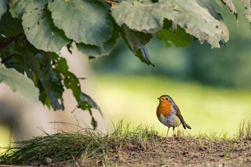 European robin bird standing perched on a rocky outcrop amongst a dense forest of trees.