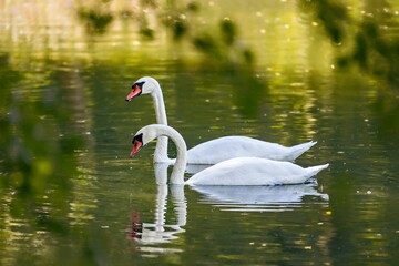 Fototapeta premium Tranquil lake scene featuring two majestic white swans gliding gracefully in a pond.