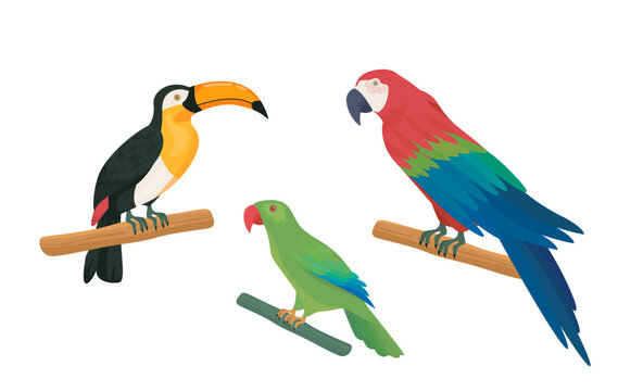 Set of exotic birds. Colorful parrots at branches. Tropical fauna and wild life. Rainforest and jungle dwellers with feathers. Cartoon flat vector collection isolated on white background