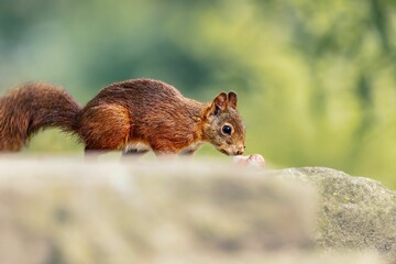 Small red squirrel sits atop a bed of lush green grass in a meadow.