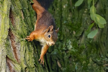 Small red squirrel sits atop a bed of lush green grass in a meadow.