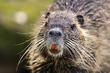 Nutria walking on a rocky shoreline in a shallow body of water.