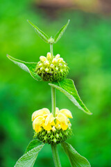 Blossom of fireweed. Flowering plant close-up. Phlomis.