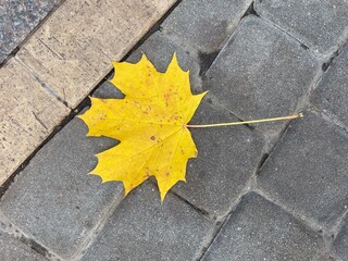 yellow maple leaf on asphalt