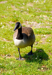 Portrait of a Canada goose. Branta canadensis. Water bird.