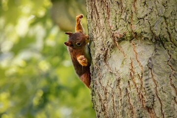 Small red-colored squirrel perched on the bark of a tree.