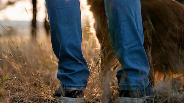 Funny cocker spaniel dog sniffs dry grass near owner feet at sunset time