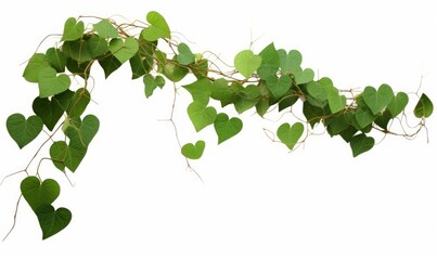 Heart-shape green leaves jungle vine plant bush with twisted vines and tendrils of Obscure morning glory (Ipomoea obscura) climbing vine tropical plant, Generative AI