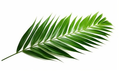 Green leaves of nipa palm or mangrove palm (Nypa fruticans) tropical evergreen plant palm frond, Generative AI