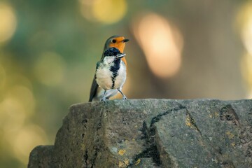 Small bird perched on a rock surrounded by lush trees in a natural outdoor setting.