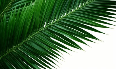Green leaves of nipa palm or mangrove palm (Nypa fruticans) tropical evergreen plant palm frond, Generative AI