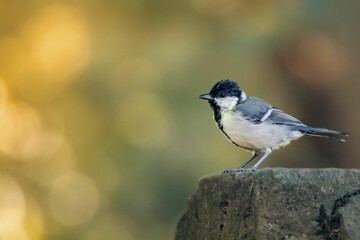 Great tit perched on a rocky outcrop in a serene outdoor setting.