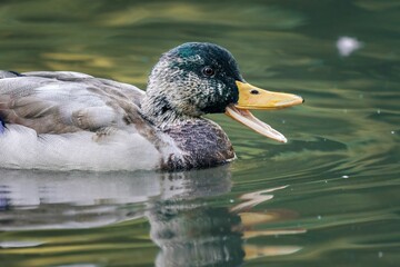 Adorable domestic duck with a bright yellow beak swimming in a calm body of water.