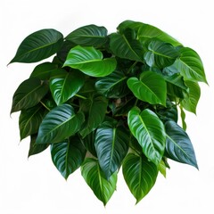 Heart shaped dark green leaves of philodendron “Emerald Green” tropical foliage plant bush, Generative AI