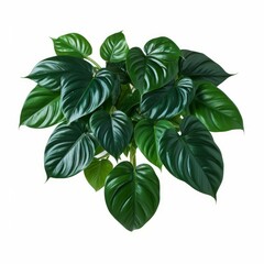 Heart shaped dark green leaves of philodendron “Emerald Green” tropical foliage plant bush, Generative AI