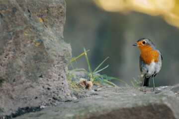 European robin perched atop a grassy rock formation in a picturesque outdoor setting.