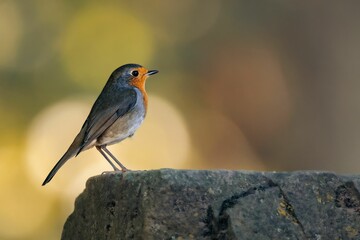 European robin perched atop a gray stone ledge in a natural setting.