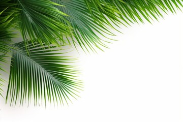 Tropical beach coconut palm tree leaves isolated on white background, green palm fronds layout for summer and tropical nature concepts, Generative AI - obrazy, fototapety, plakaty