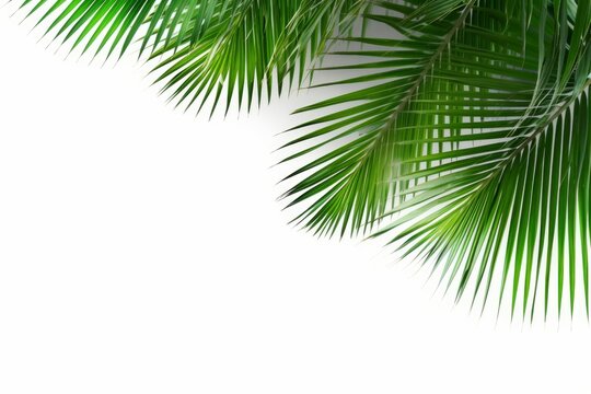 Tropical beach coconut palm tree leaves isolated on white background, green palm fronds layout for summer and tropical nature concepts, Generative AI