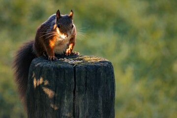 Adorable squirrel perched atop a wooden post in a lush green meadow. - Powered by Adobe