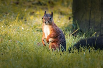 Cute and curious red squirrel perched on a grassy meadow.