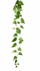 Green leaves Javanese treebine or Grape ivy (Cissus spp.) jungle vine hanging ivy plant isolated on white background with clipping path, Generative AI