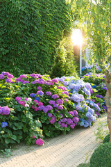 Blue, pink hydrangea flowers are blooming in summer in town garden heads in the sunlight. Beautiful...