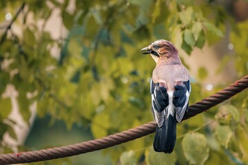 Eurasian jay perched atop a wire, its silhouette framed by the branches of a nearby tree.