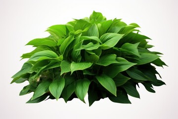 Green leaves hosta plant bush, lush foliage tropic garden plant isolated on white background with clipping path, Generative AI