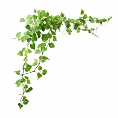 Bush grape or three-leaved wild vine cayratia (Cayratia trifolia) liana ivy plant bush, nature frame jungle border isolated on white background, clipping path, Generative AI