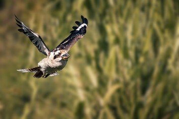Aerial view of a laughing kookaburra bird soaring gracefully above lush green grass.