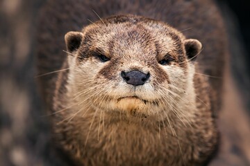 Closeup shot of an adorable otter.