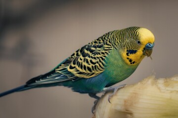Budgerigar perched atop an isolated yellow banana.
