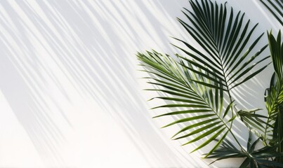 Tropical palm leaves with shadows on white concrete wall abstract blurred tropical background, Generative AI