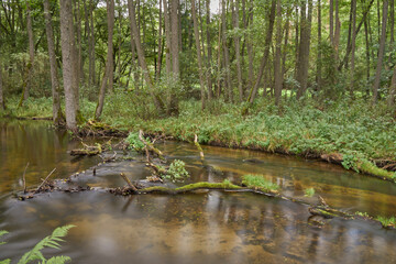 Drawieński Park Narodowy, Polskie Parki Narodowe © Zbigniew