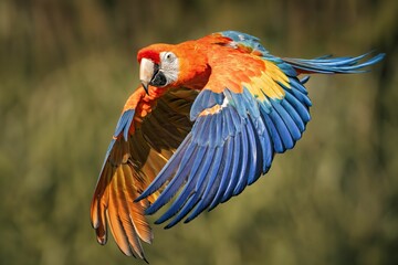 Vibrant orange ara soaring happily in the sky, with a backdrop of fluffy clouds © Wirestock